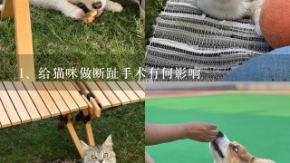 给猫咪做断趾手术有何影响