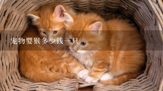 宠物婴猴多少钱一只