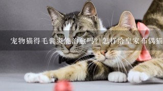 宠物猫得毛囊炎能治愈吗？怎样给皇家布偶猫治疗？