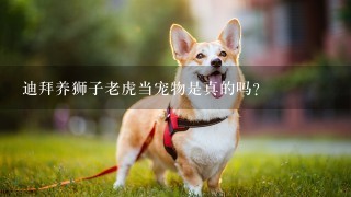 迪拜养狮子老虎当宠物是真的吗？