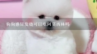 狗狗感冒发烧可以吃阿莫西林吗