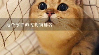 适合家养的宠物猫排名