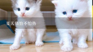 夏天猫怕不怕热