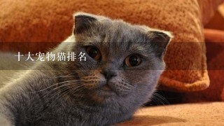 十大宠物猫排名