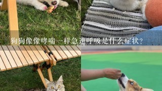 狗狗像像哮喘一样急速呼吸是什么症状？