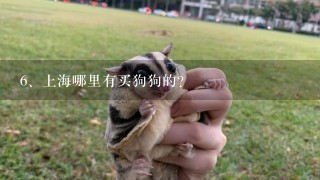 上海哪里有买狗狗的？