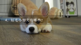 短毛小型犬有哪些？