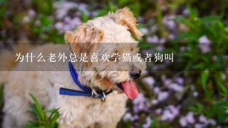 为什么老外总是喜欢学猫或者狗叫