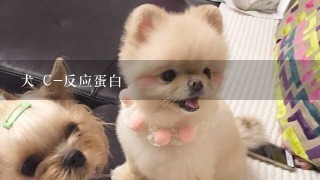 犬 C-反应蛋白