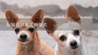 如何在日本买到柴犬