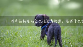 呼和浩特东站怎么托运宠物猫？需要什么手续？大概需