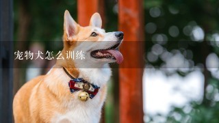 宠物犬怎么训练