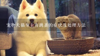 宠物犬猫身上有跳蚤的症状及处理方法