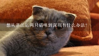 想从湛江运两只猫咪到深圳有什么办法？