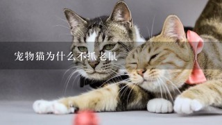 宠物猫为什么不抓老鼠