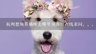 杭州想领养猫咪去哪里领养？在线求问。。