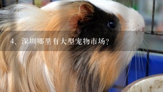 深圳哪里有大型宠物市场？
