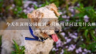 今天在深圳公园捉到一只蜥蜴请问这是什么蜥蜴 咬人