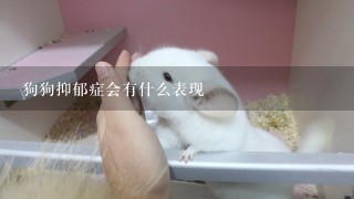 狗狗抑郁症会有什么表现