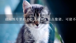 请问图片里的是什么动物，有点像猪，可猪不可能出现