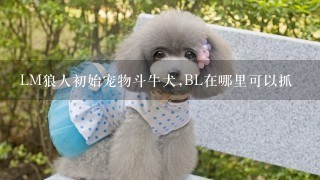 LM狼人初始宠物斗牛犬,BL在哪里可以抓