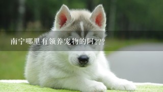 南宁哪里有领养宠物的阿???