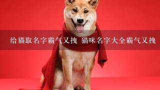 给猫取名字霸气又拽 猫咪名字大全霸气又拽