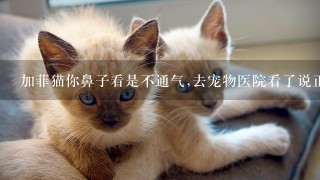 加菲猫你鼻子看是不通气,去宠物医院看了说正常,为什么呀？