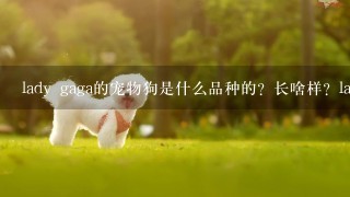 lady gaga的宠物狗是什么品种的？长啥样？lady gaga是咋养它的？（最好有图片）