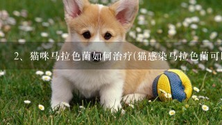 猫咪马拉色菌如何治疗(猫感染马拉色菌可以治愈吗)