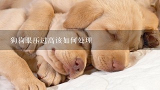 狗狗眼压过高该如何处理