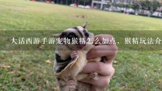 大话西游手游宠物猴精怎么加点，猴精玩法介绍？