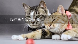 猫怀孕各阶段症状