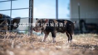 北京朝阳哪里可以领养猫？