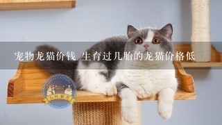 宠物龙猫价钱 生育过几胎的龙猫价格低