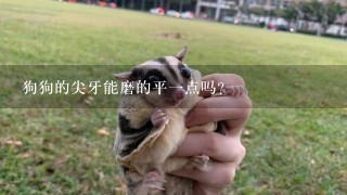 狗狗的尖牙能磨的平一点吗？