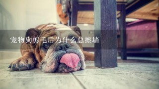 宠物狗剪毛后为什么总擦墙