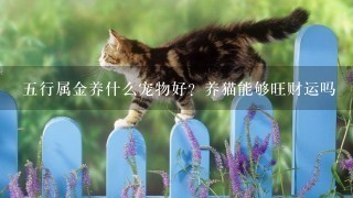 五行属金养什么宠物好？养猫能够旺财运吗