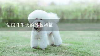 法国斗牛犬的外貌特征