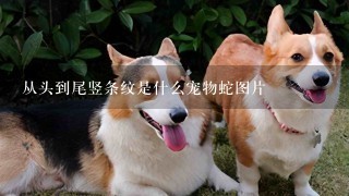 从头到尾竖条纹是什么宠物蛇图片