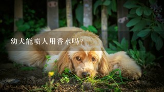 幼犬能喷人用香水吗？