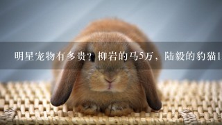 明星宠物有多贵？柳岩的马5万，陆毅的豹猫15万，霍