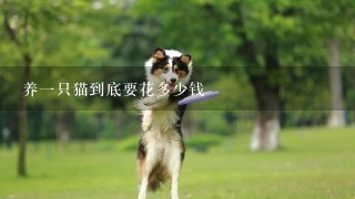 养一只猫到底要花多少钱