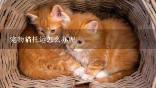 宠物猫托运怎么办理