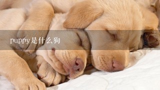 puppy是什么狗