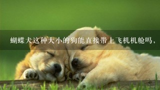 蝴蝶犬这种大小的狗能直接带上飞机机舱吗，我几个月后要到小狗去美国，想知道美联航让不让这种大小的小狗