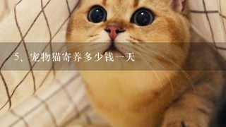 宠物猫寄养多少钱一天