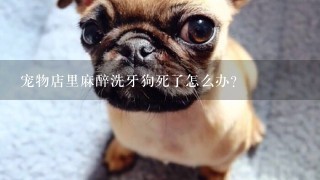 宠物店里麻醉洗牙狗死了怎么办?