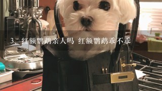 红额鹦鹉亲人吗 红额鹦鹉乖不乖