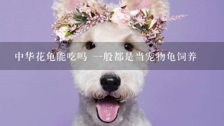 中华花龟能吃吗 一般都是当宠物龟饲养